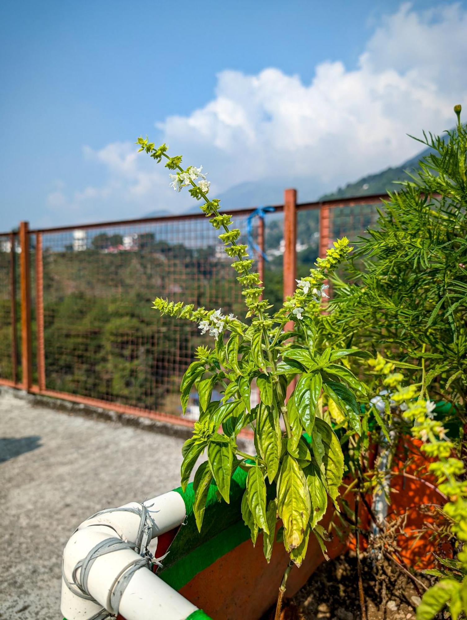 Hobo Hostel Dharamshala Ngoại thất bức ảnh