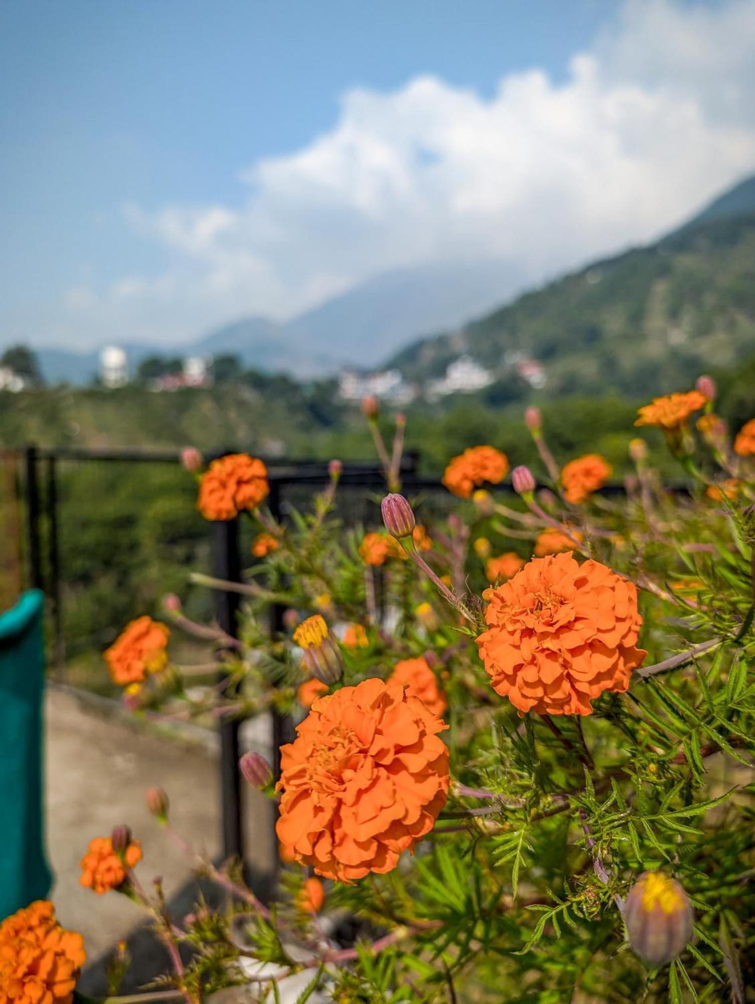 Hobo Hostel Dharamshala Ngoại thất bức ảnh